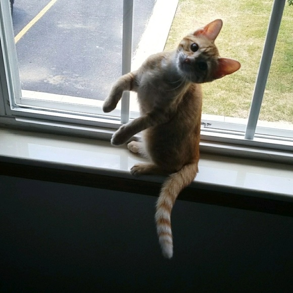 Meet your Posher, Carly - Picture 1 of 1